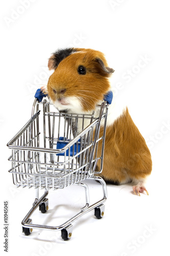 guinea pig is making shopping with a shopping car