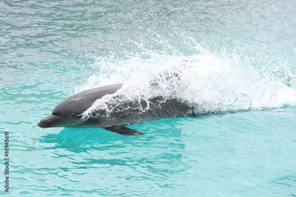 Naklejka premium Swimming Dolphin