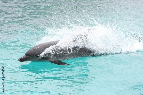 Swimming Dolphin