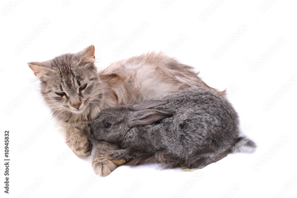 cat and rabbit