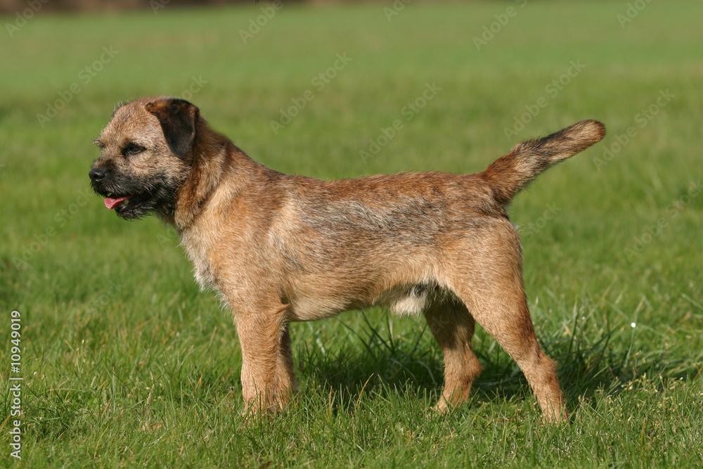 border terrier de profil en position standard border terrier de profil en position standard