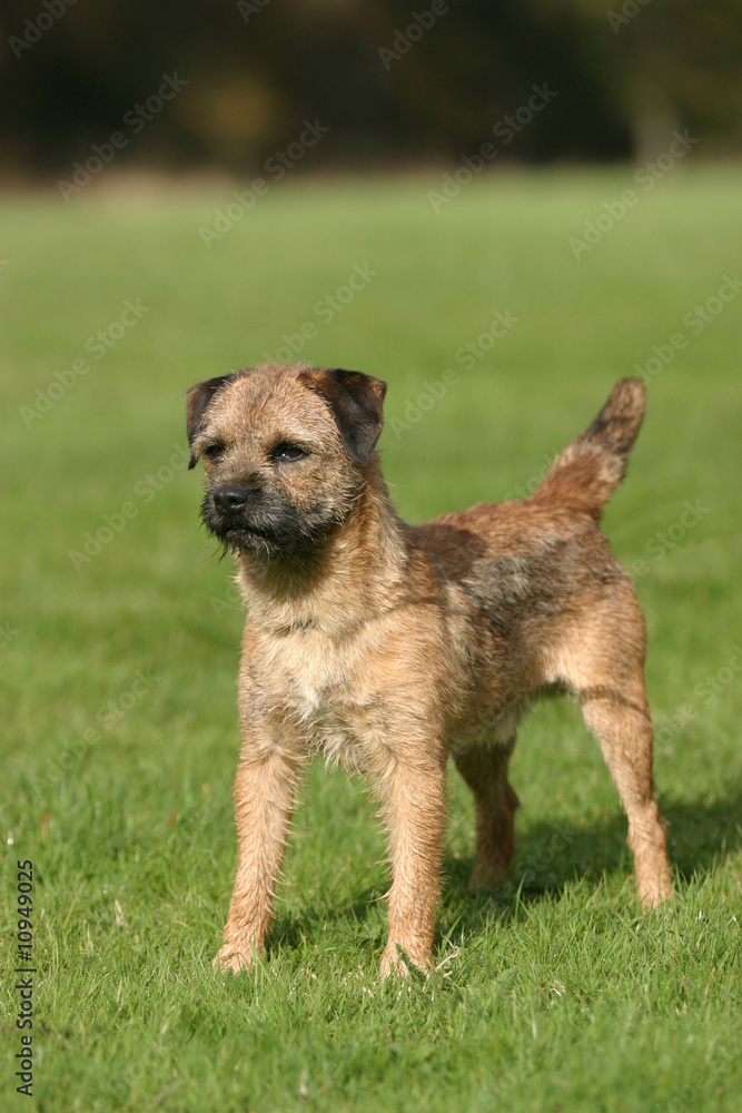 chien border terrier debout de trois quart sur l'herbe chien border terrier debout de trois quart sur l'herbe