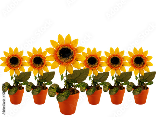 sunflowers row on white background