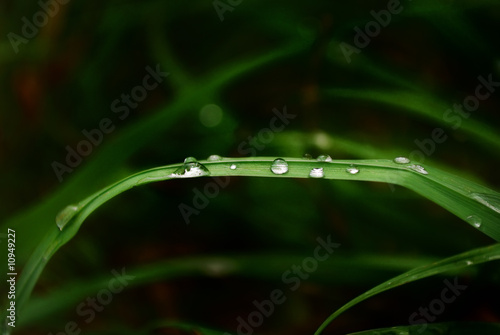 Green vegetative background