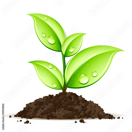 Jeune plante qui pousse