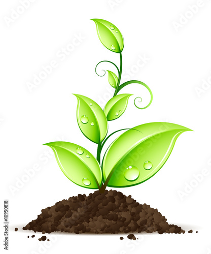 Jeune plante