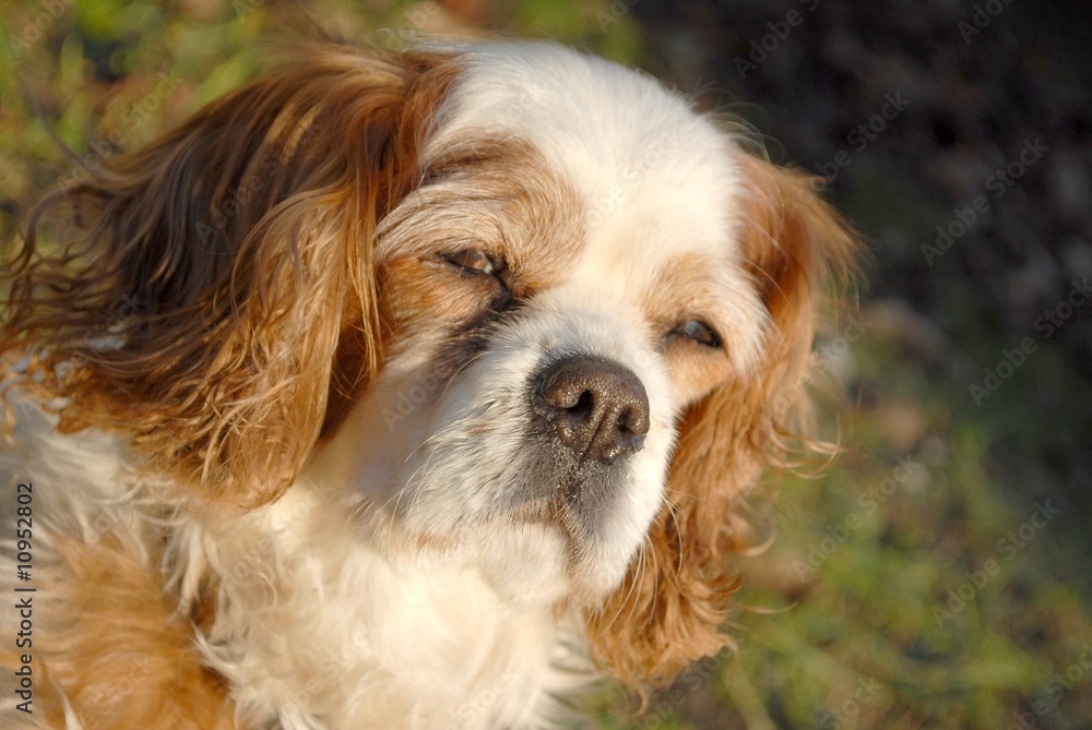 cavalier king charles spaniel cavalier king charles spaniel