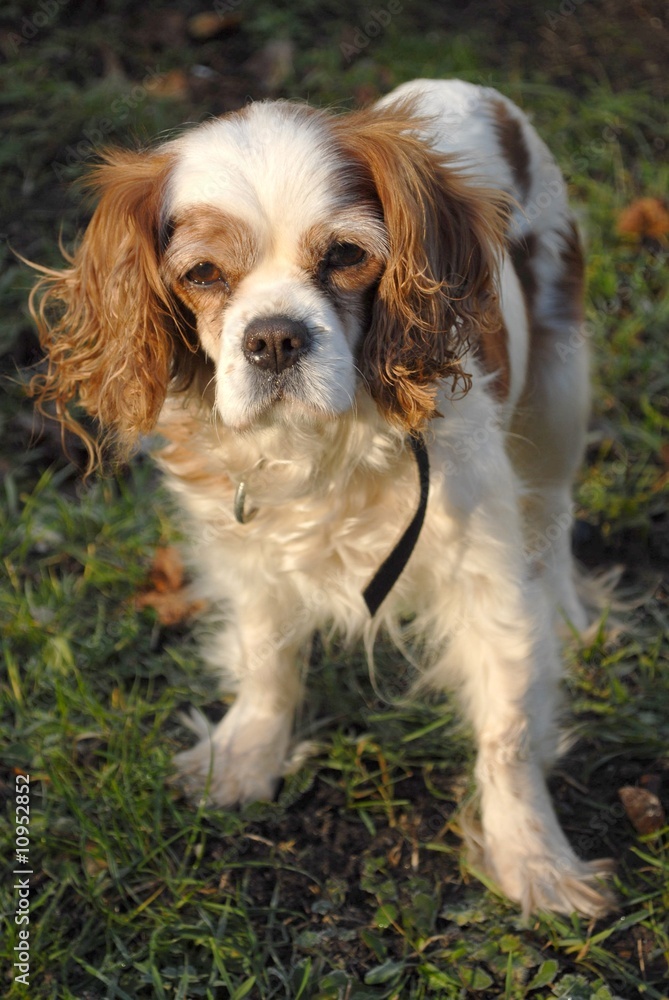 cavalier king charles spaniel cavalier king charles spaniel