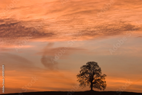 Alone tree on the field