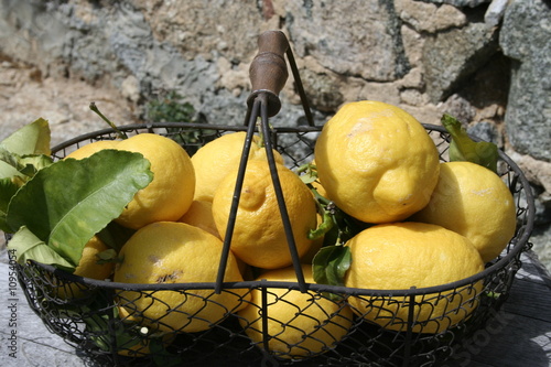 Panier de citrons Corses