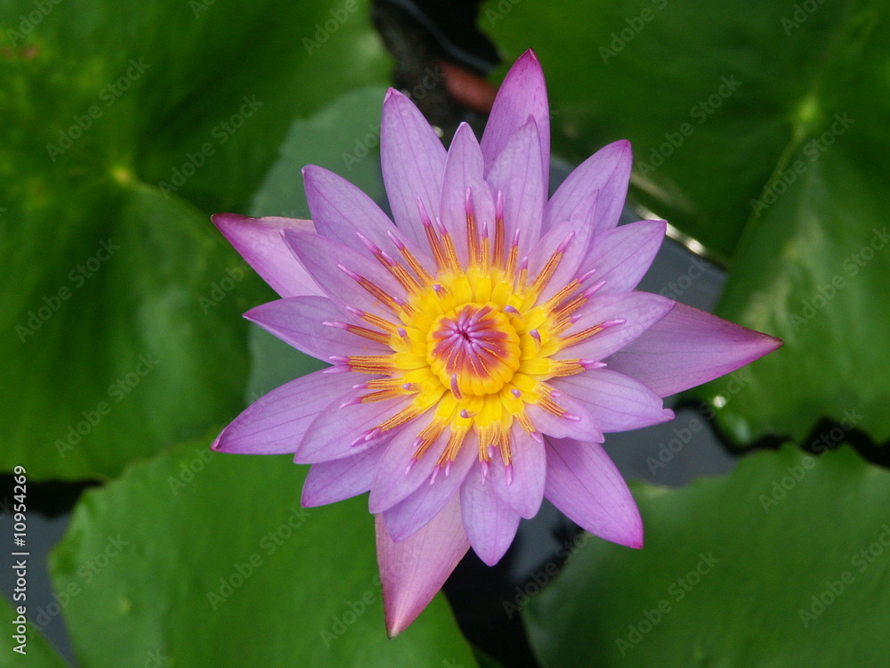 Seerose Seerose