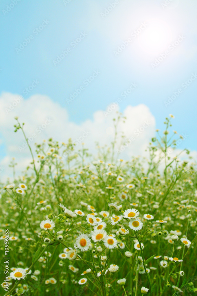 Field of chamomiles. Field of chamomiles.