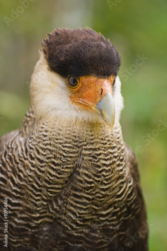 Southern Crested Caracara sitting