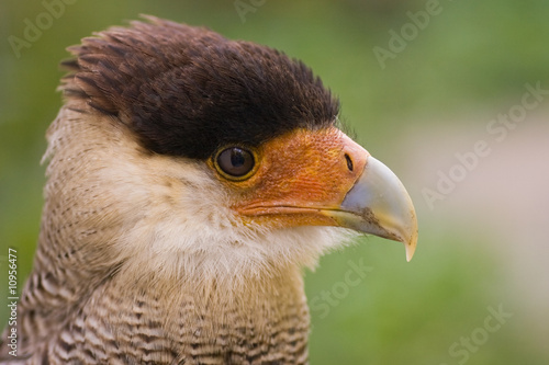 Southern Crested Caracara looking