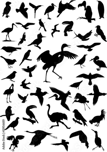 Vector birds silhouette photo