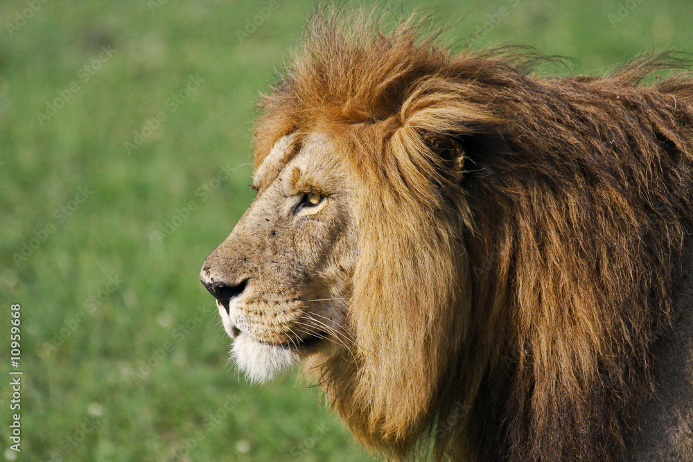 Male Lion