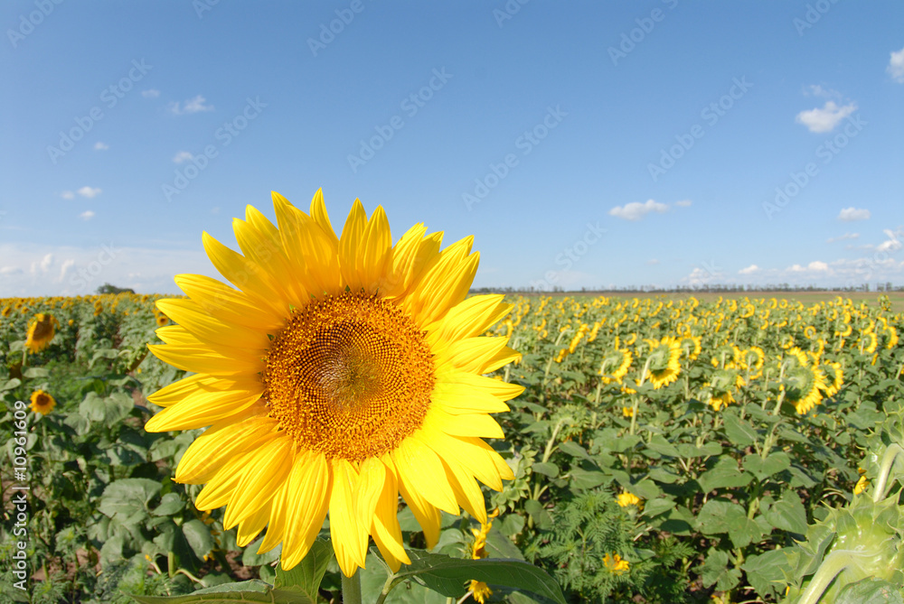 Fototapeta premium sunflower