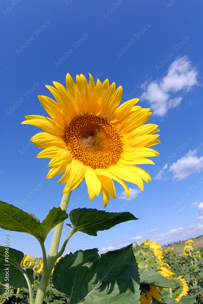 Obraz premium sunflower