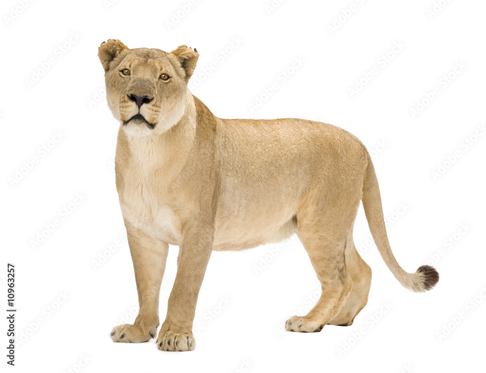 Lioness (8 years) - Panthera leo Lioness (8 years) - Panthera leo
