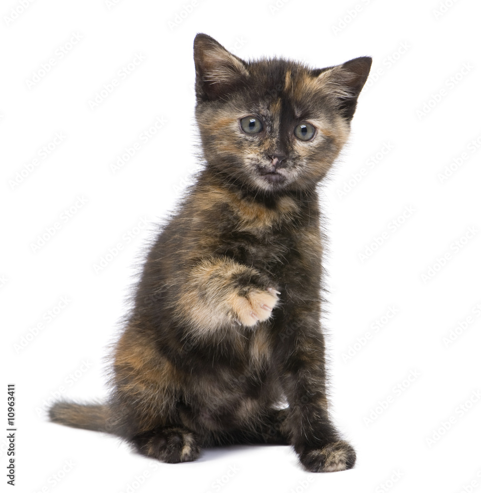 Obraz premium Tortoiseshell kitten (2 months)