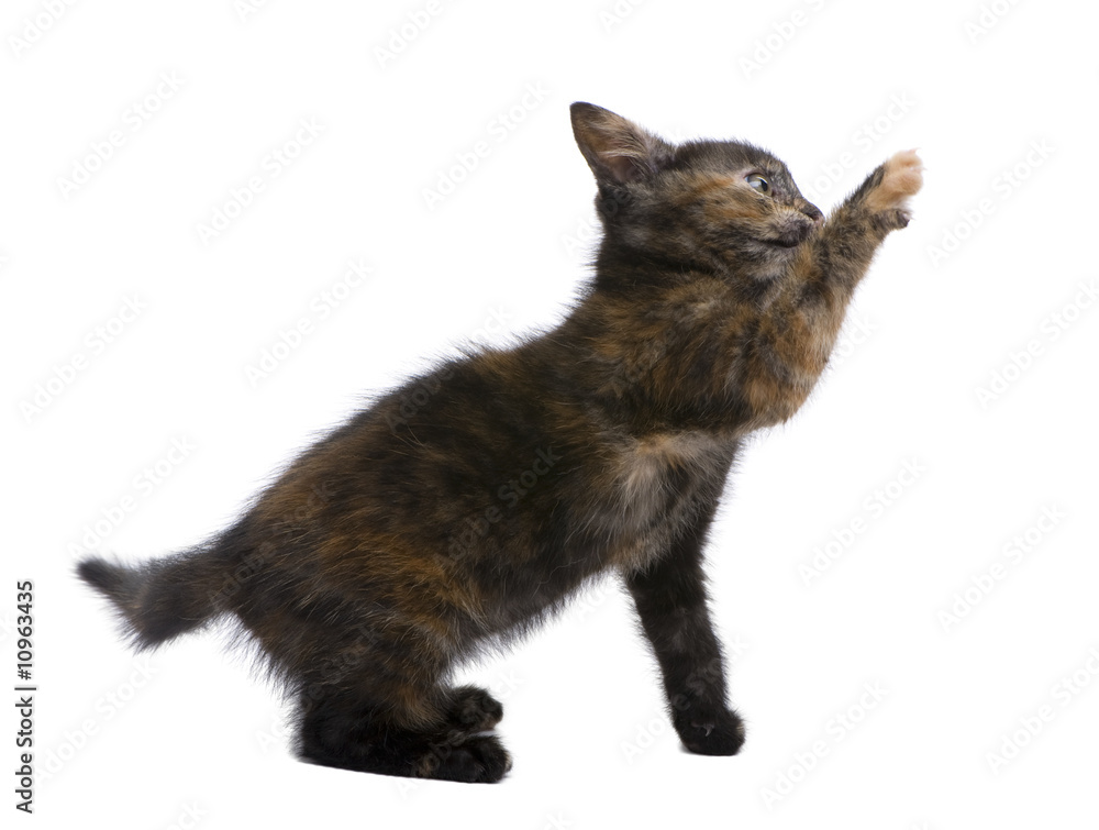 Obraz premium Tortoiseshell kitten (2 months)
