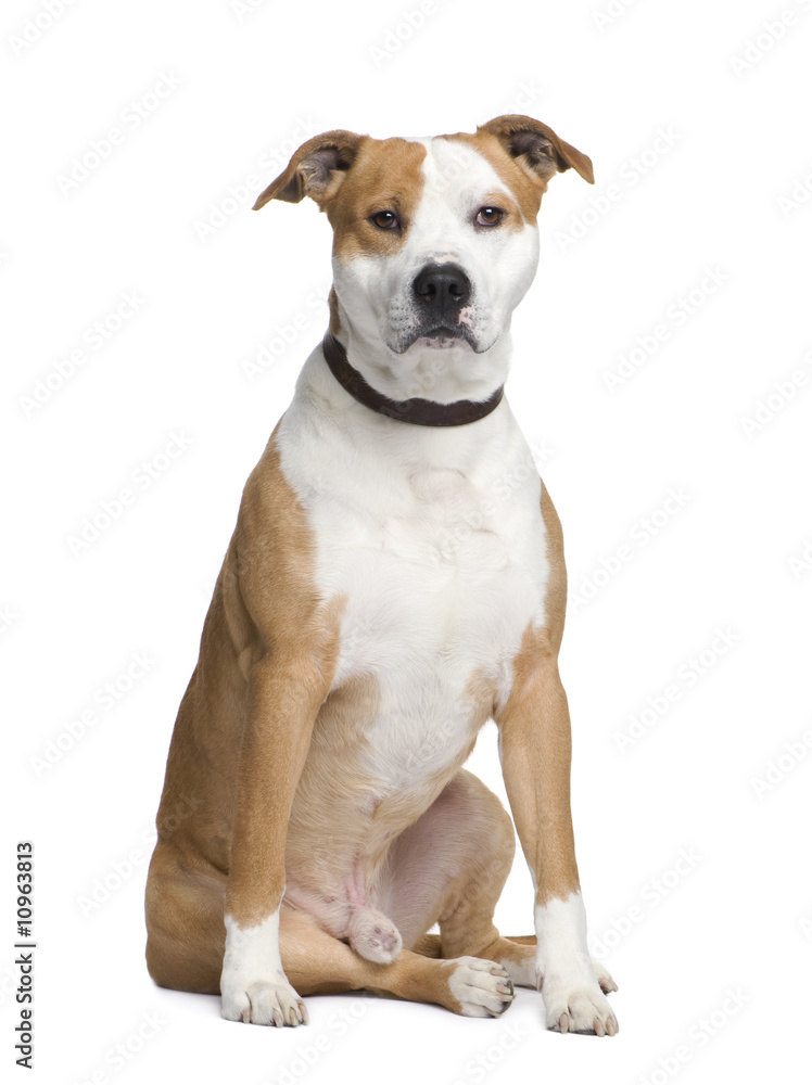 American Staffordshire terrier (2 years)