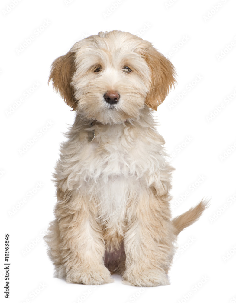 Tibetan Terrier puppy (3 months)