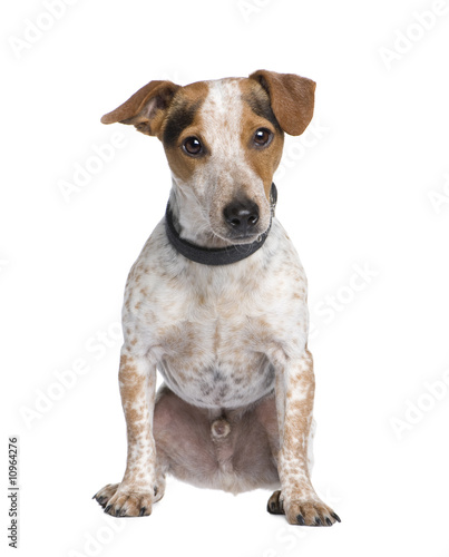 Mixed-Breed Dog between a jack russell and a Dachshund (3 years)