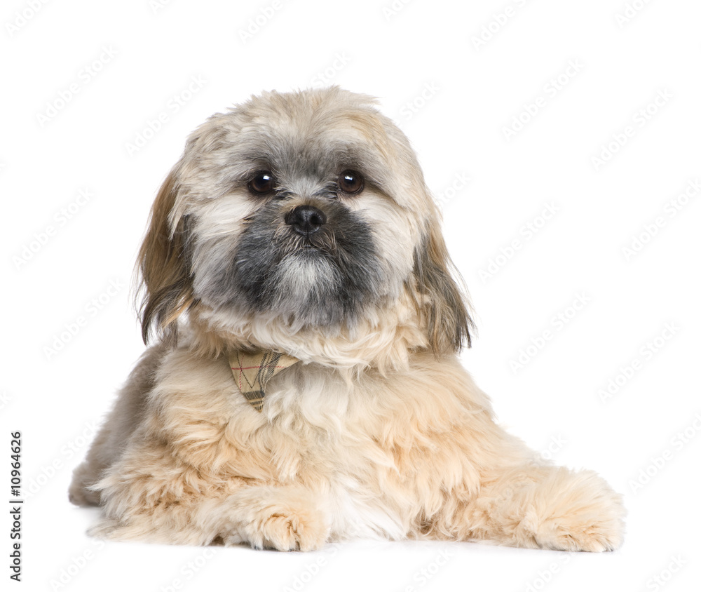 Shih Tzu (8 months) Shih Tzu (8 months)