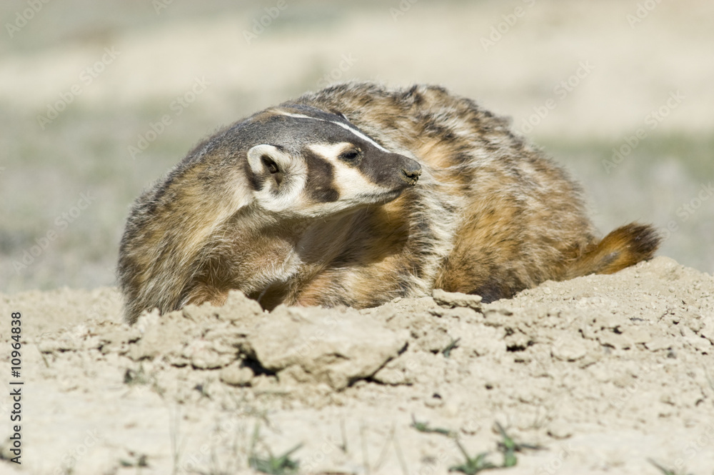 Fototapeta premium Badger