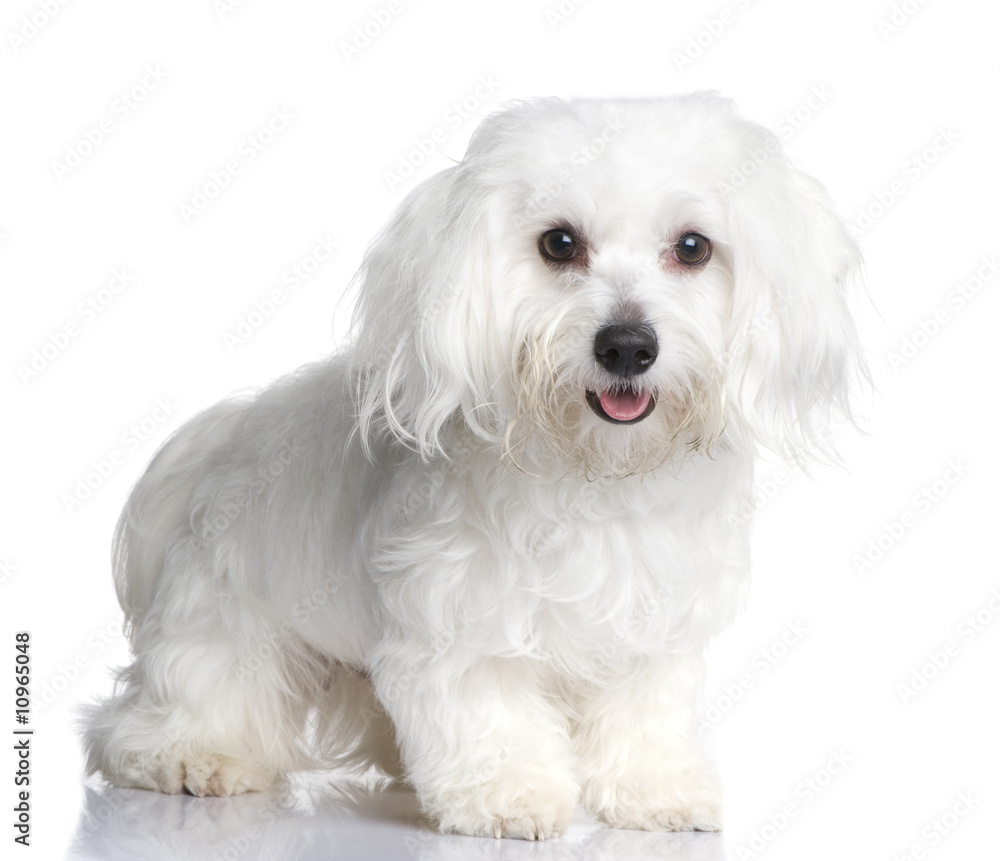 maltese dog (1 year)