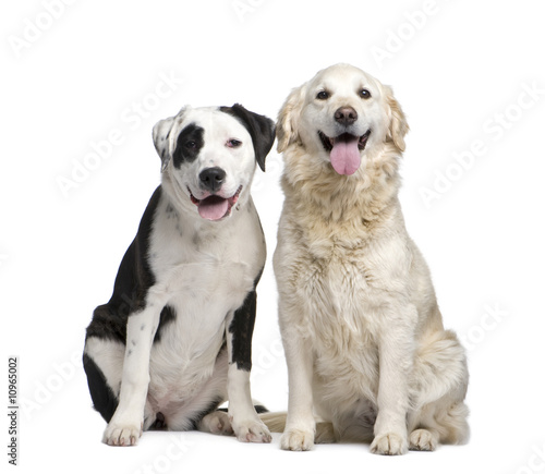 Fototapeta Naklejka Na Ścianę i Meble -  couple of a Mixed-Breed Dog and a labrador golden retriever