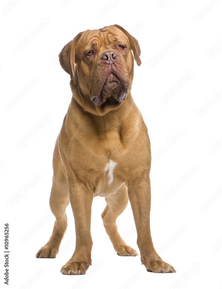 Dogue de Bordeaux (13 months)