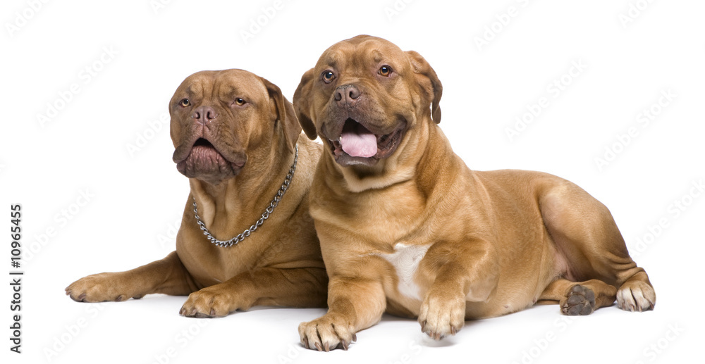 Obraz premium two Dogue de Bordeaux
