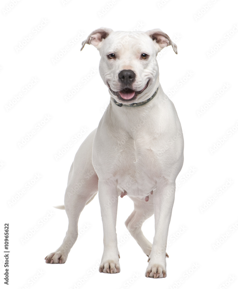 American Staffordshire terrier (4 years) American Staffordshire terrier (4 years)
