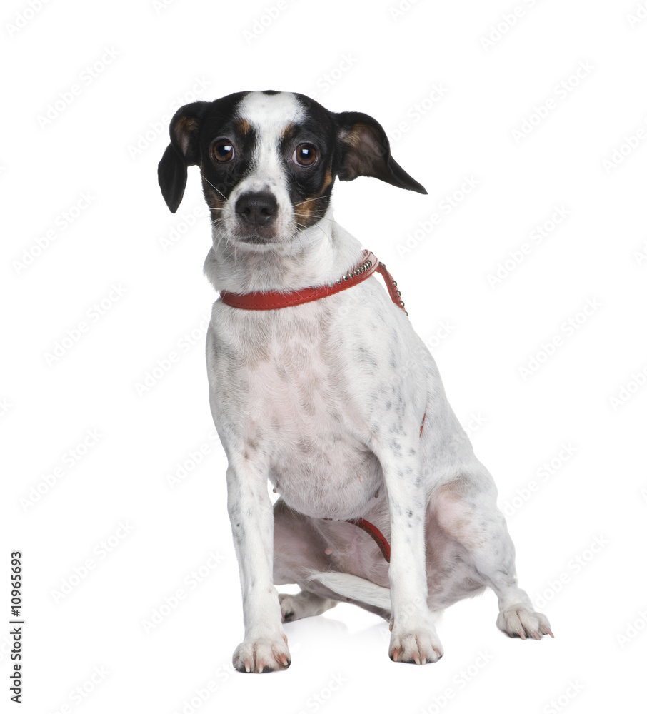 Mixed-Breed Dog between a jack russel and a cavalier king charle Mixed-Breed Dog between a jack russel and a cavalier king charle