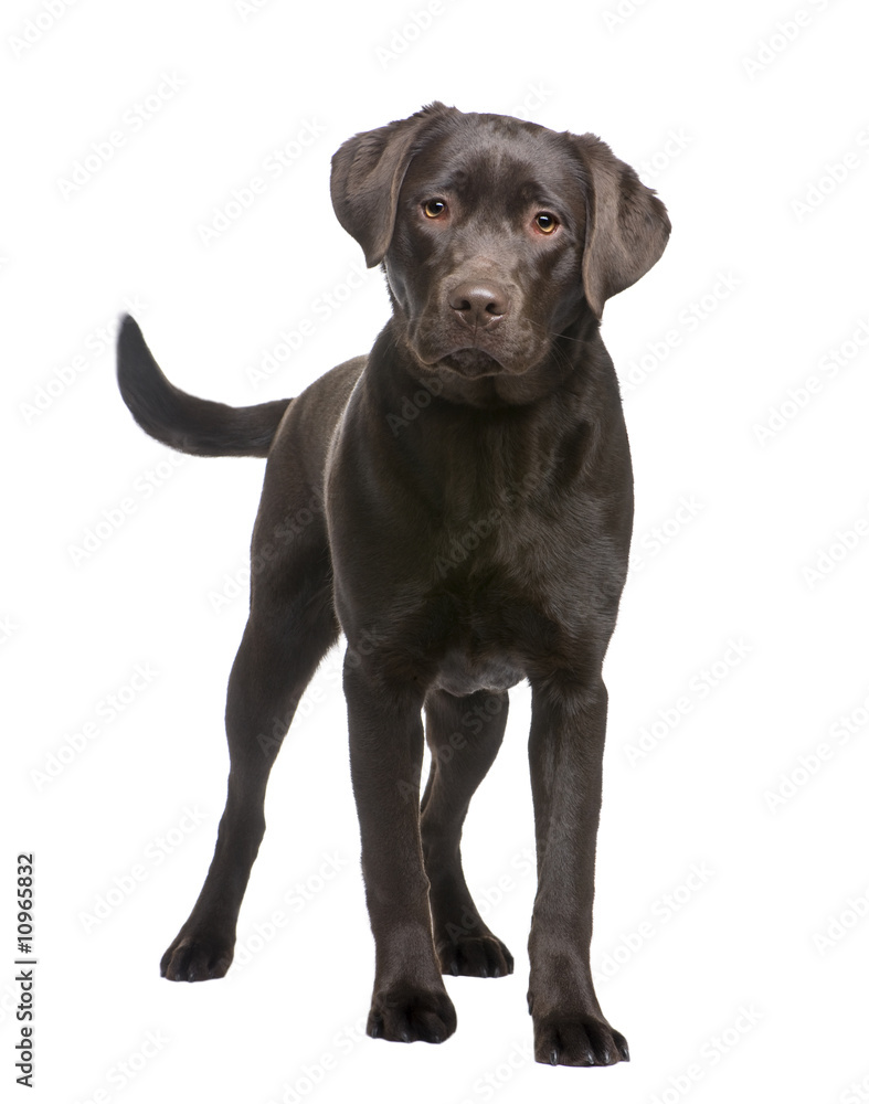 Labrador (8 months) Labrador (8 months)