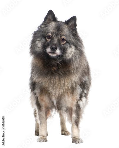 Keeshond (9 years) photo