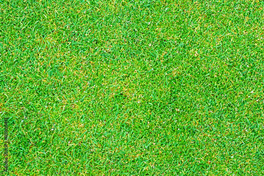 Fototapeta premium Close up of golf putting grass with tiny pellets of Fertilizer
