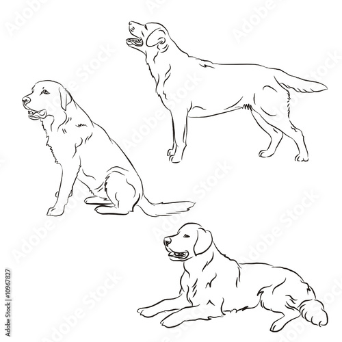 labrador 3 posizioni