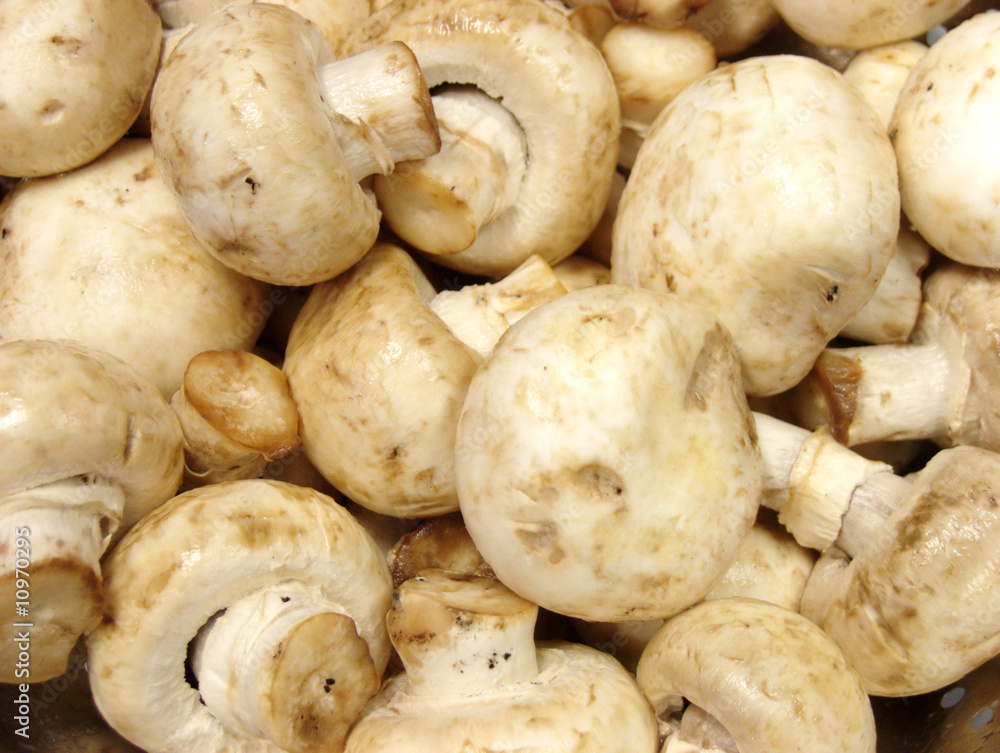 mushrooms mushrooms