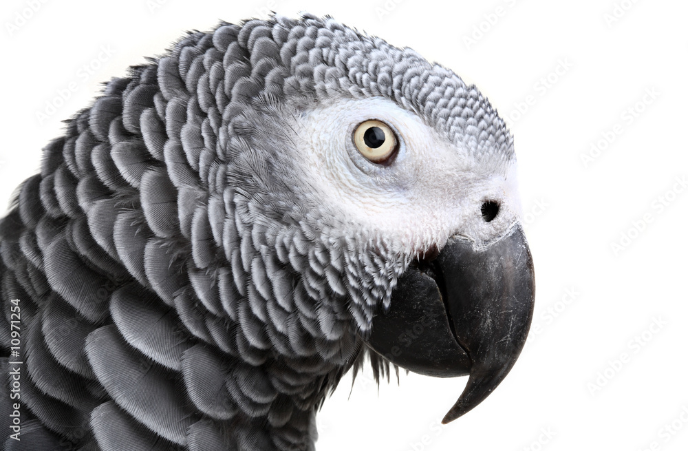 Fototapeta premium African Grey Parrot