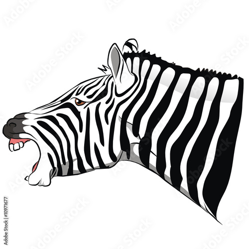 la voce della zebra