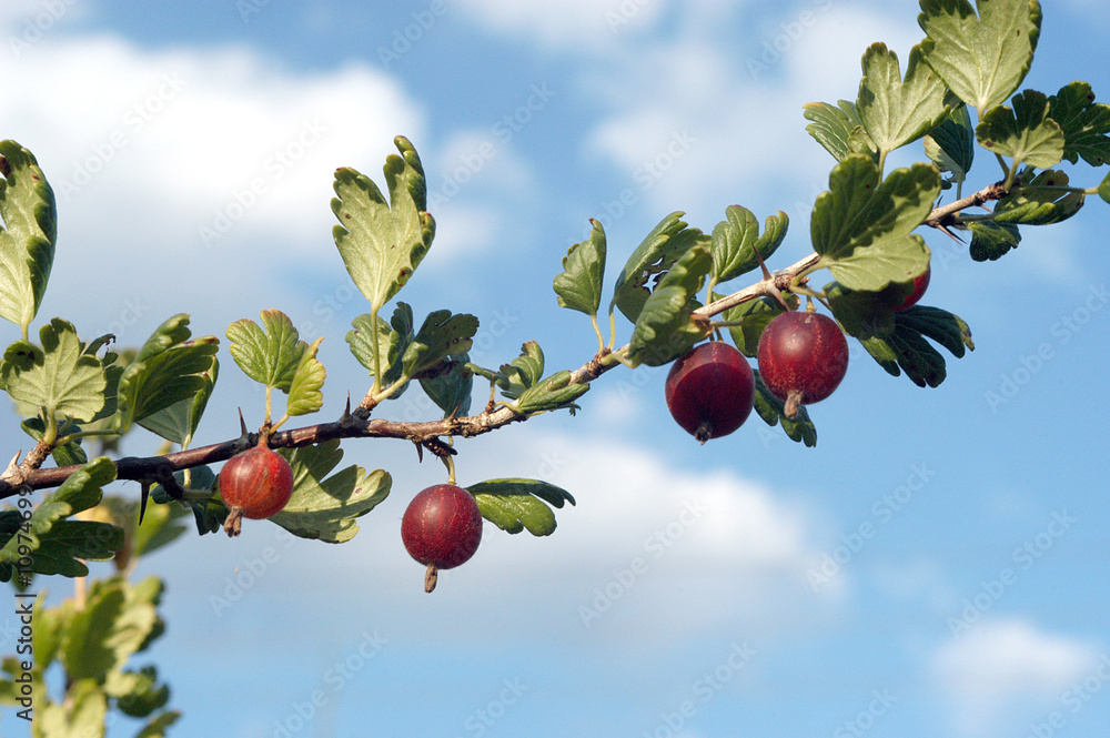 Fototapeta premium Branch of a gooseberry