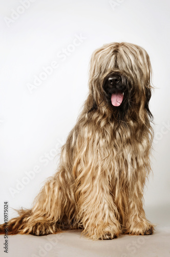 Briard