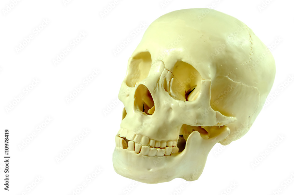 Obraz premium Isolated Human Skull