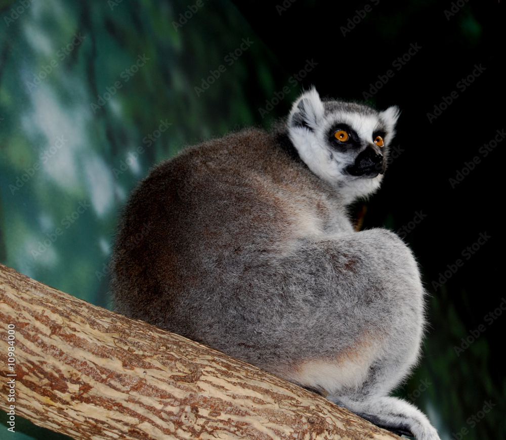 Obraz premium Lemur on Tree