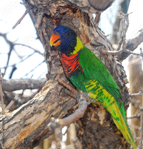 Lorikeet On A Tree Branch photo