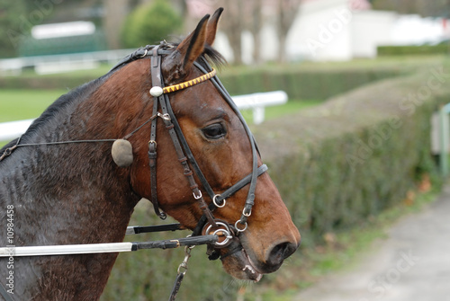 cheval de course © beatrice prève