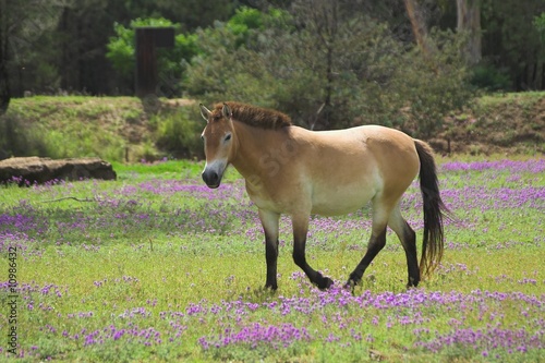 Przewalski's Horse